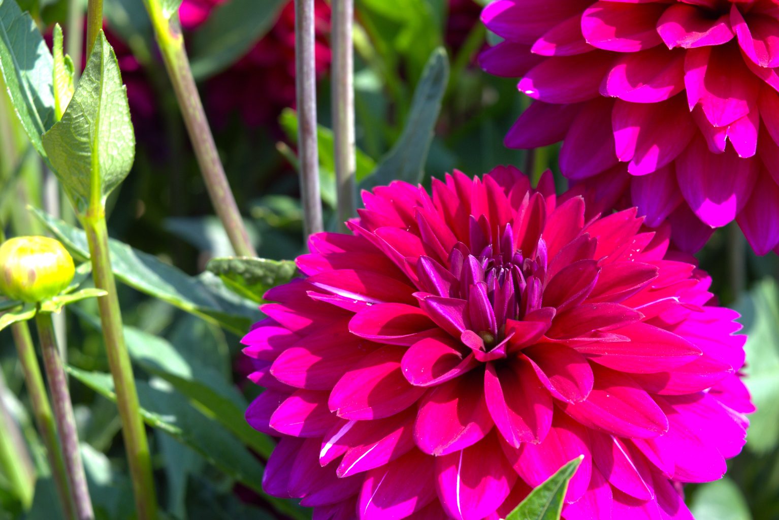 Dahlia Fact Sheet 4 dahlia 3