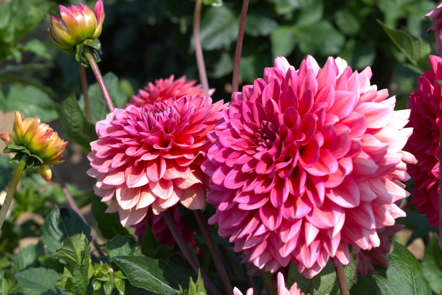 Dahlia Fact Sheet 3 dahlia 4
