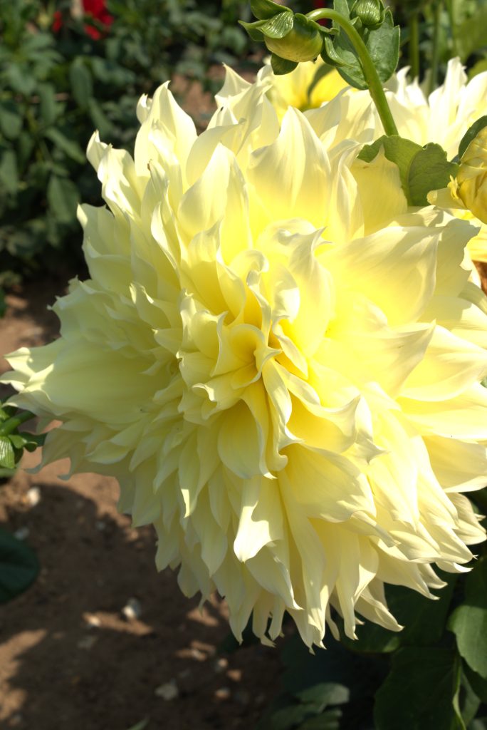 Dahlia Fact Sheet 2 dahlia 5