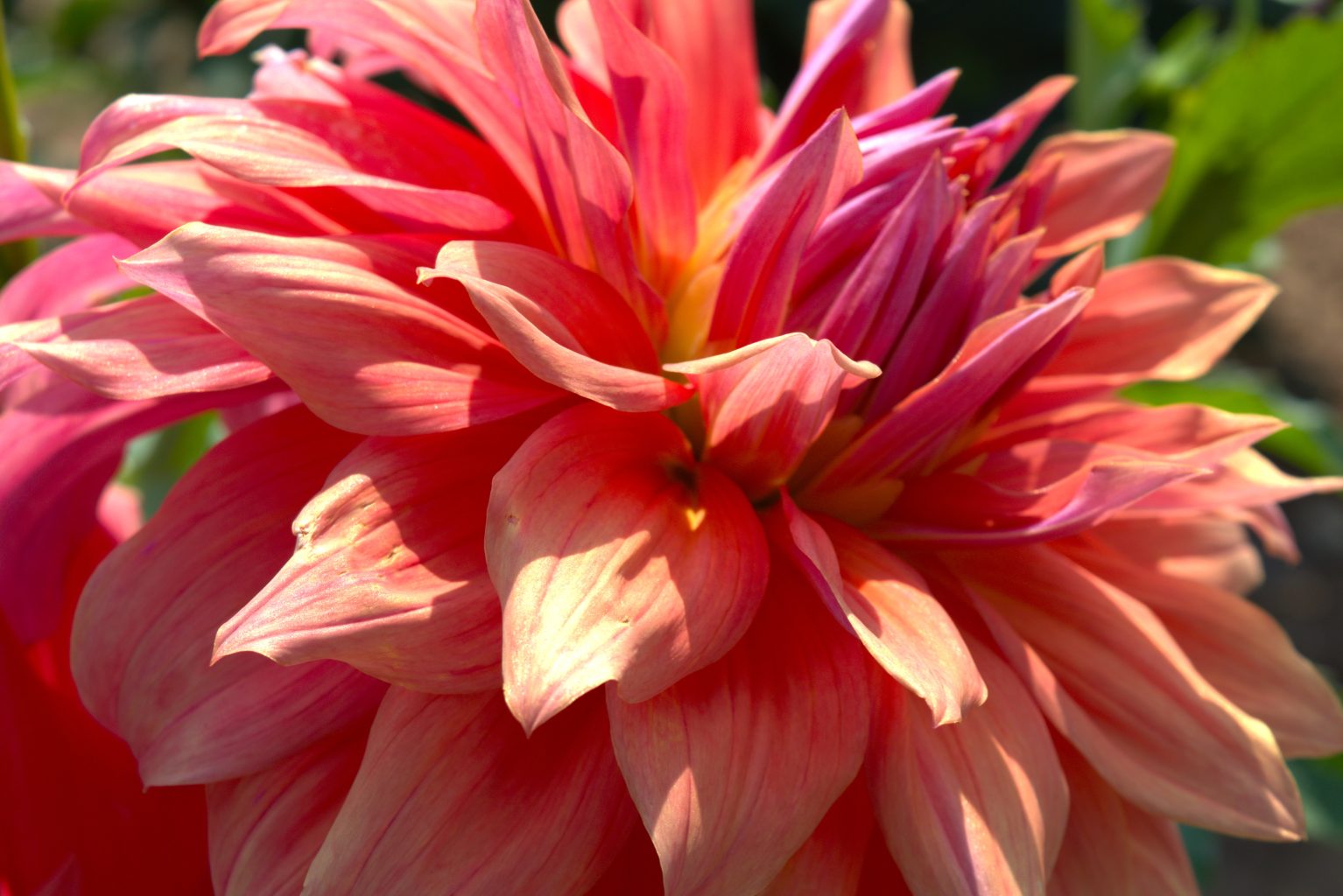 Dahlia Fact Sheet 1 dahlia 6