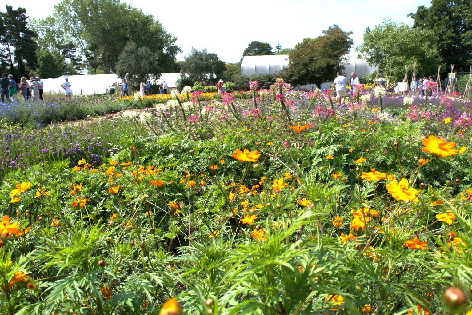 fothergills field