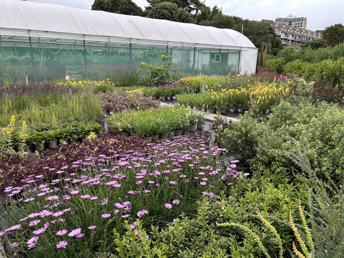 Chestnut new stock beds with drainage and paths