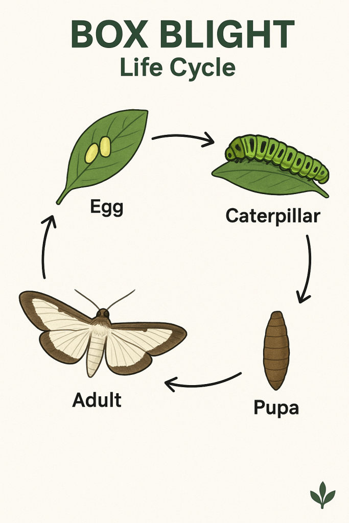 Tackling Box Blight and Box Tree Caterpillar Legally in the UK 2 ChatGPT Image Oct 28 2025 07 19 39 AM