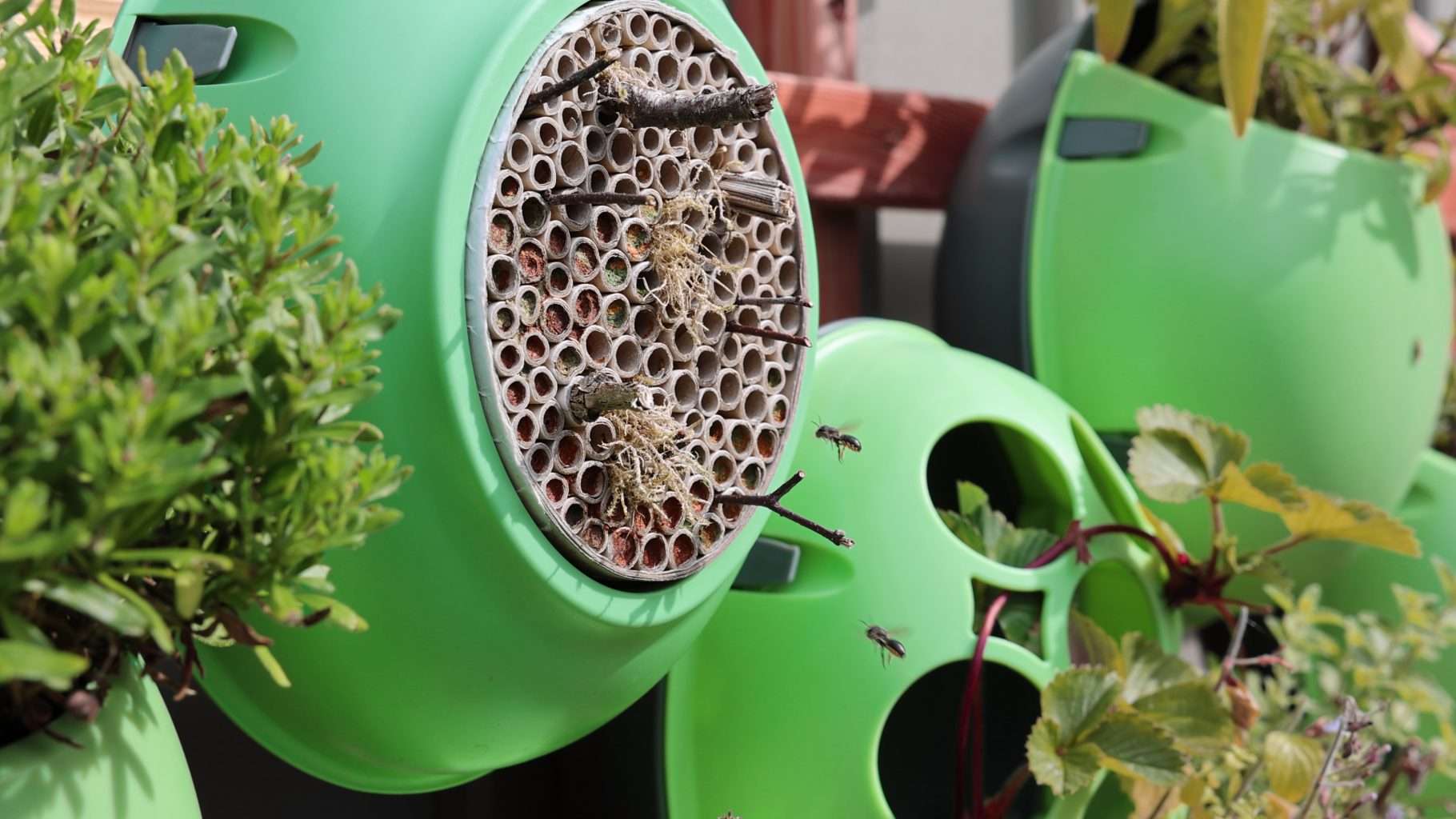 Grow up, not out: transform every wall into a wildlife-friendly green oasis with Eggologic 3 5de86083 ccfa 4321 b565 9ebd2f52bd77