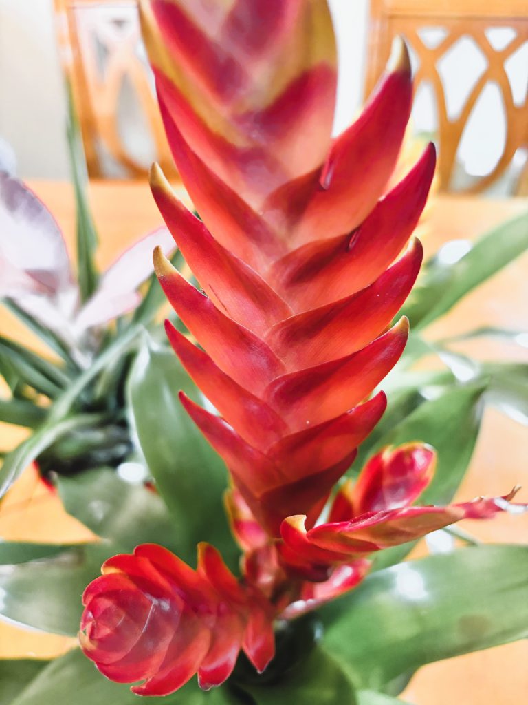 Growing Bromeliads in the UK 1 IMG 7065