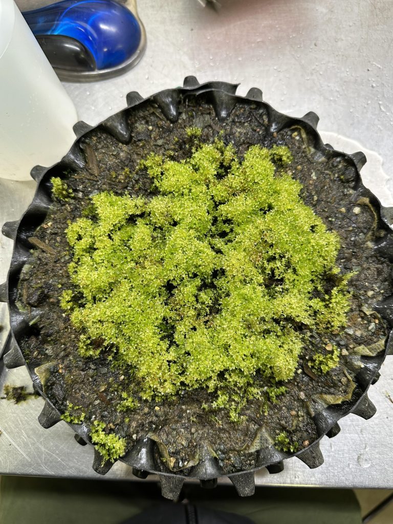 Round leaved bryum moss being cultivated in an Air Pot® at RBGE
