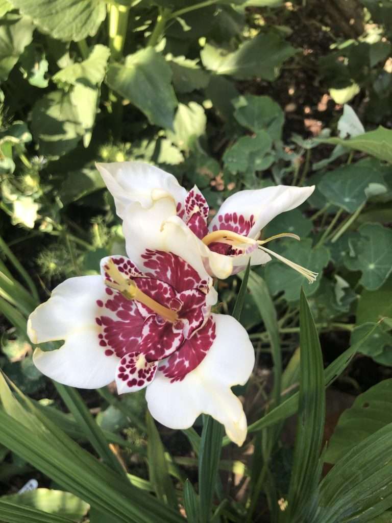 IMG 2853 1152x1536 1